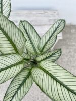 Zdjęcie rosliny doniczkowej Calathea majestica White Star (Kalatea), ujęcie 2