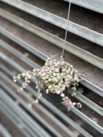 Zdjęcie rosliny doniczkowej Dischidia Button Variegata, ujęcie 2