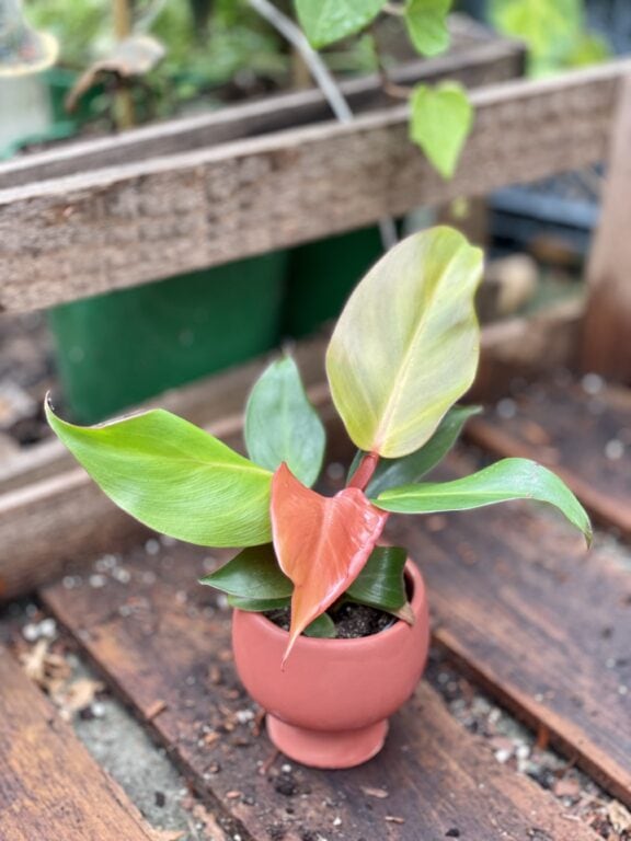 Zdjęcie rosliny doniczkowej Philodendron Prince of Orange, ujęcie 1