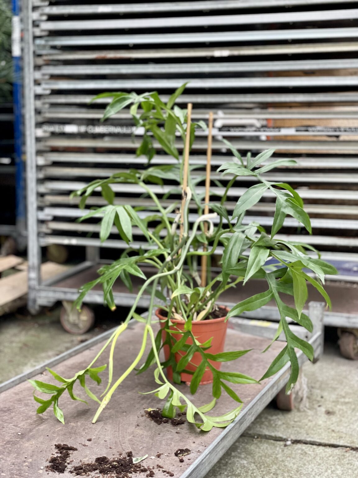 Philodendron Jungle Boogie Flower