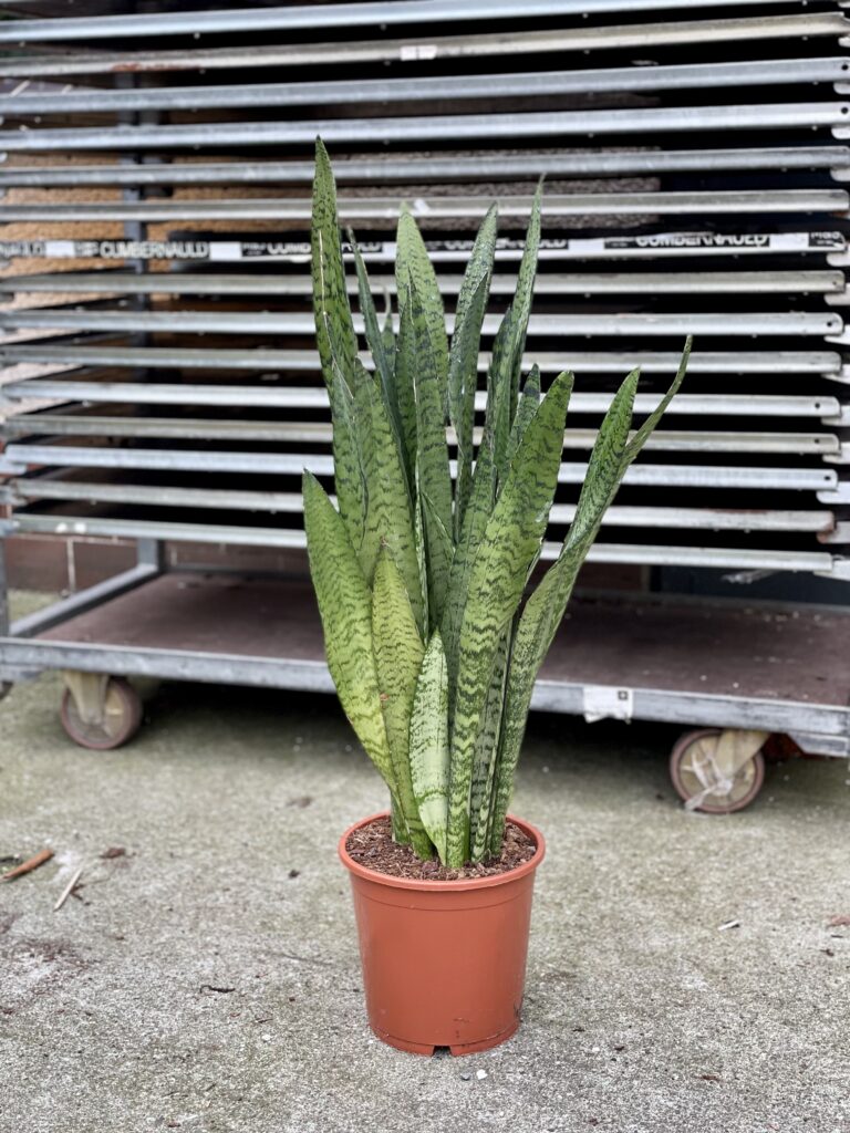 Sansevieria Zeylanica Jungle Boogie 