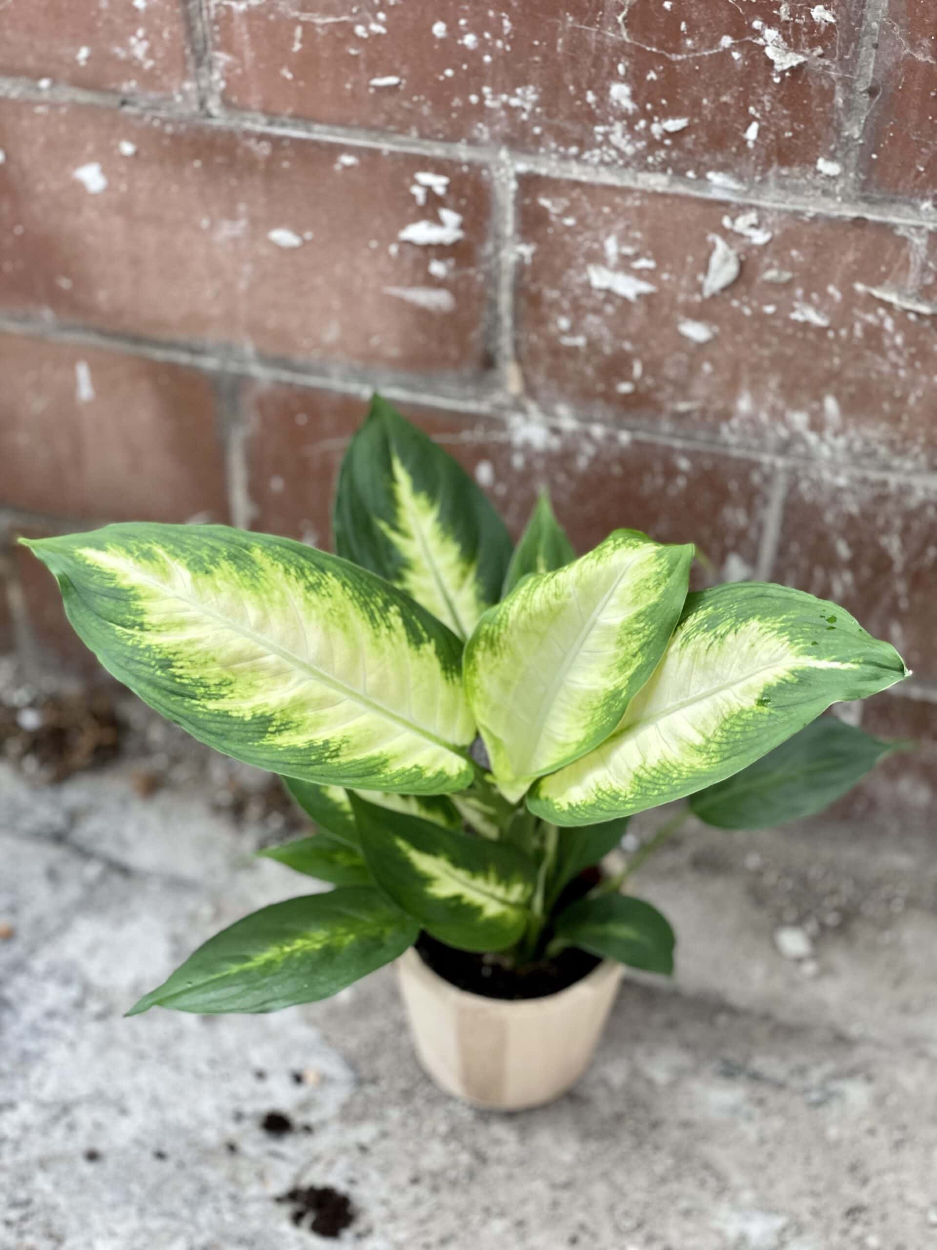 Dieffenbachia Camilla Jungle Boogie