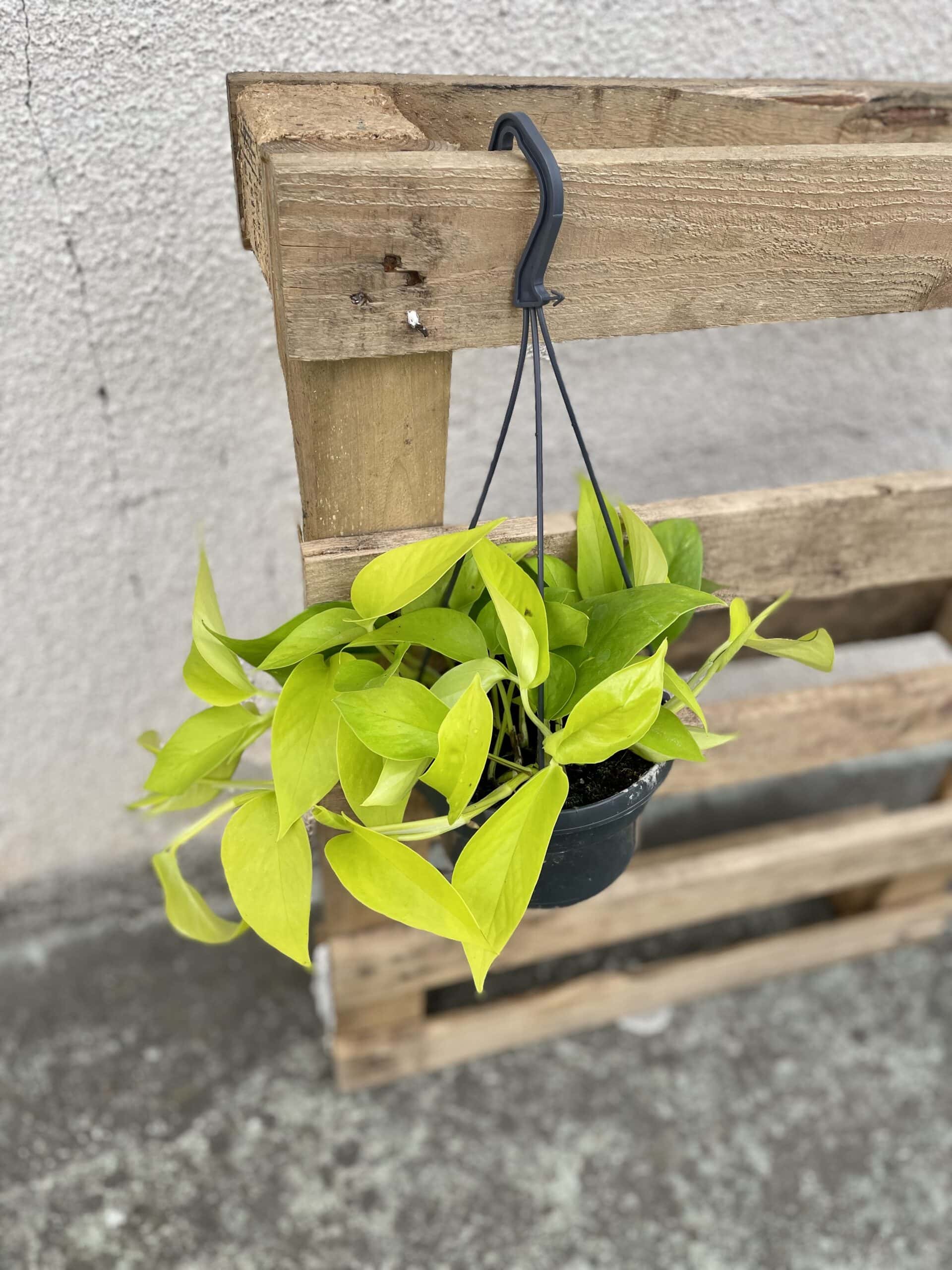 Zdjęcie rosliny doniczkowej Epipremnum Golden Pothos (Epipremnum Neon), ujęcie 1