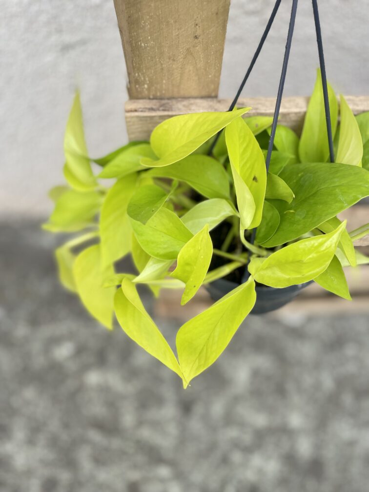 Zdjęcie rosliny doniczkowej Epipremnum Golden Pothos (Epipremnum Neon), ujęcie 2