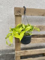 Zdjęcie rosliny doniczkowej Epipremnum Golden Pothos (Epipremnum Neon), ujęcie 3