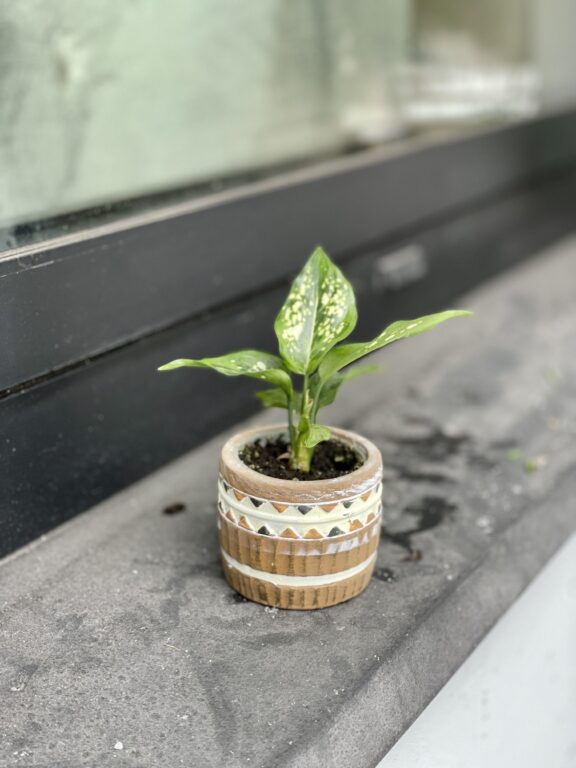 Zdjęcie rosliny doniczkowej Aglaonema Snowflake, ujęcie 1