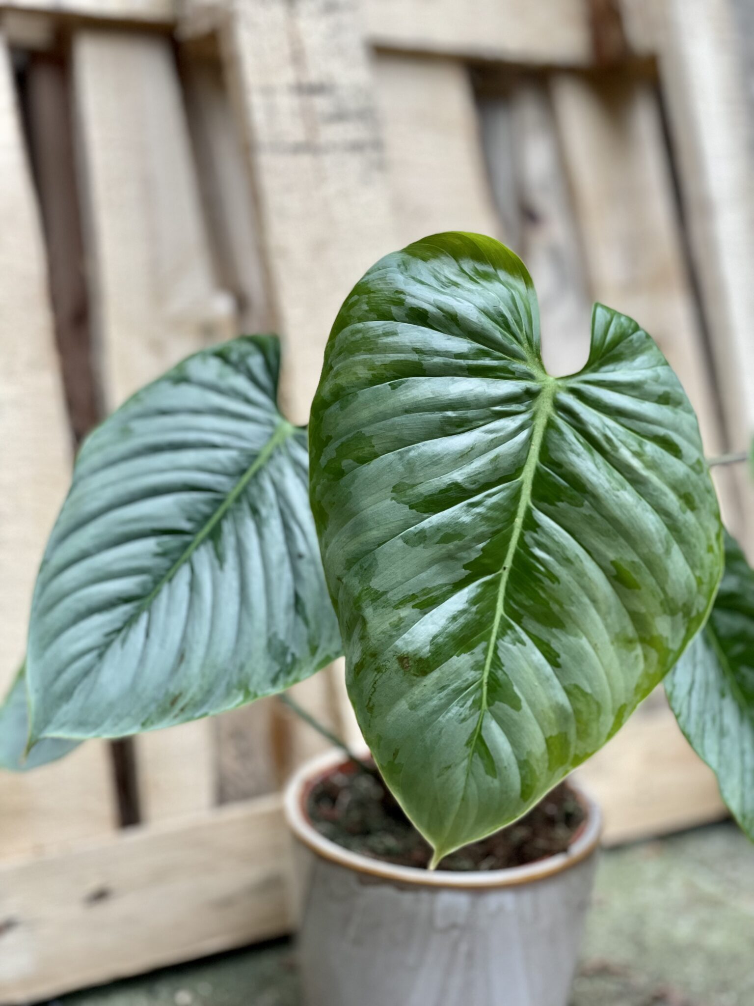 Philodendron Jungle Boogie Flower