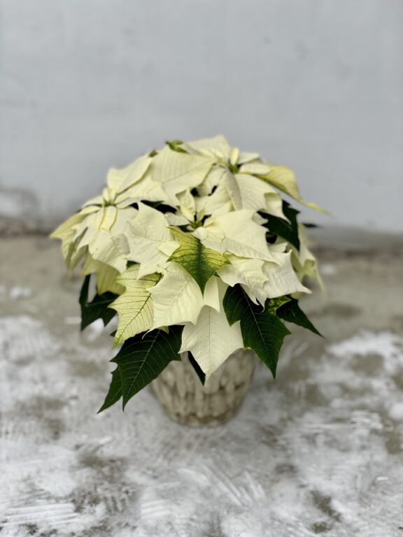 Zdjęcie rosliny doniczkowej Poinsettia pulcherrima Alaska (Gwiazda betlejemska), ujęcie 1