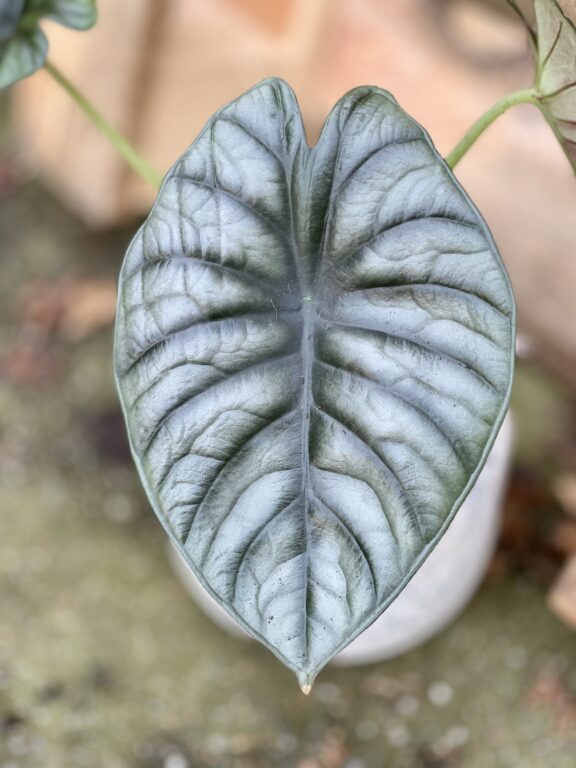 Zdjęcie rosliny doniczkowej Alocasia Nebula, ujęcie 1