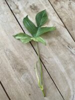 Zdjęcie rosliny doniczkowej Sadzonka Szczytowa Philodendron Florida Ghost 1x50 cm, ujęcie 2