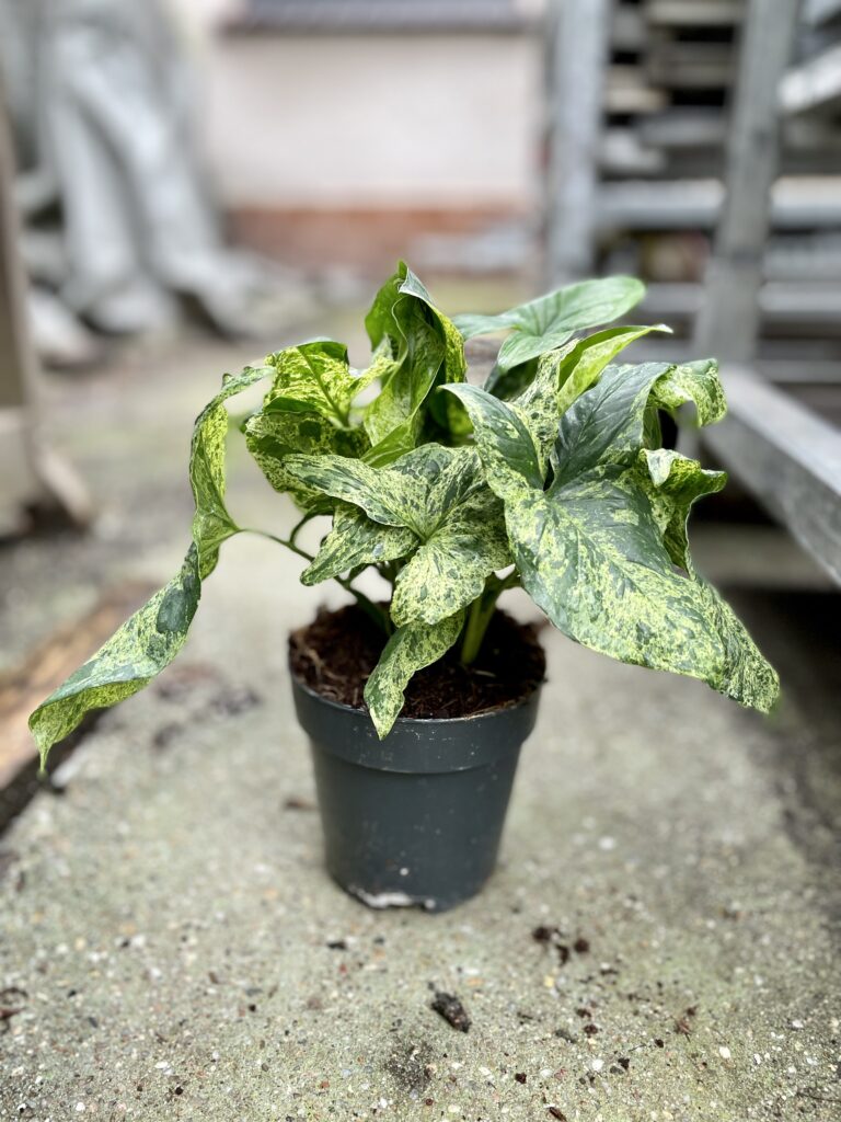 Syngonium Podophyllum Mottled Syngonium Mojito Jungle Boogie 5481