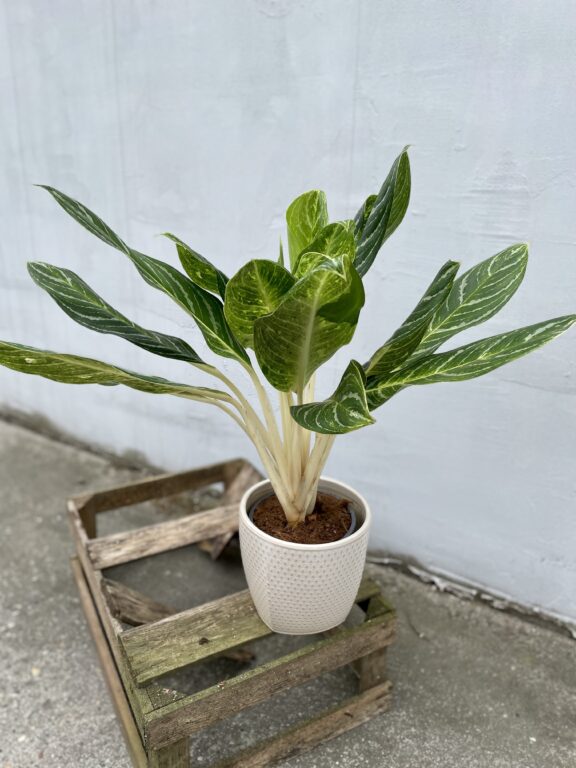 Zdjęcie rosliny doniczkowej Aglaonema Key Lime, ujęcie 1