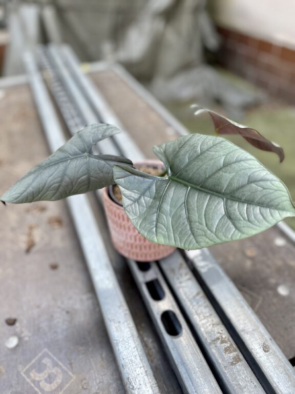 Zdjęcie rosliny doniczkowej Alocasia platinum, ujęcie 1