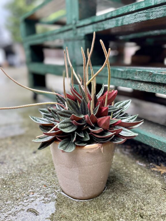 Zdjęcie rosliny doniczkowej Peperomia caperata Rosso (Peperomia kędzierzawa), ujęcie 1