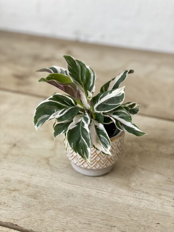 Zdjęcie rosliny doniczkowej Calathea White Fusion (Kalatea), ujęcie 1