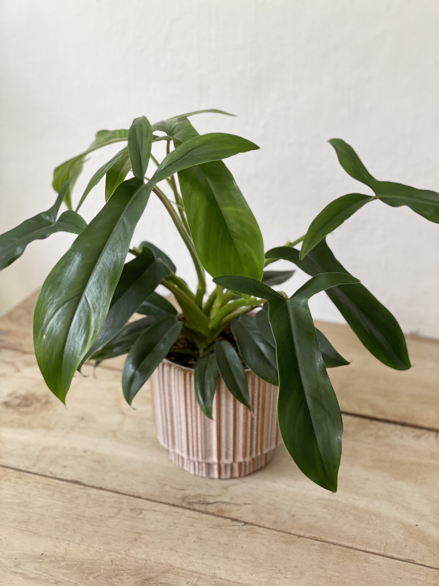 Philodendron Jungle Boogie Flower