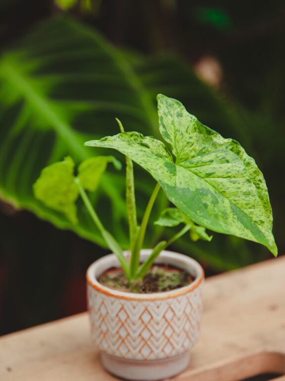 Zdjęcie rosliny doniczkowej Syngonium podophyllum "Mottled", ujęcie 1