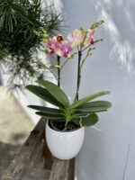Zdjęcie rosliny doniczkowej Phalaenopsis Optimost Summer song, ujęcie 1