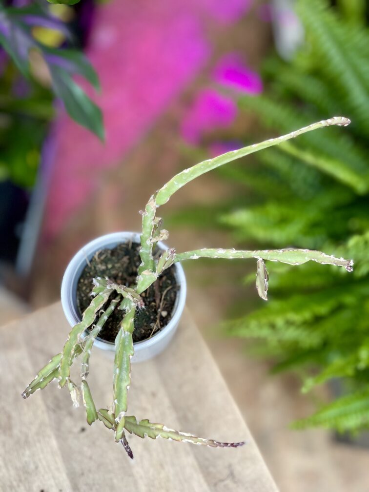 Zdjęcie rosliny doniczkowej Lepismium cruciforme, ujęcie 2