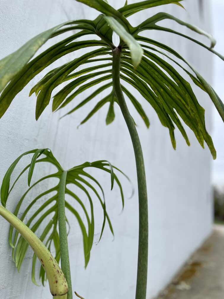 Zdjęcie rosliny doniczkowej Philodendron Elegans, ujęcie 4