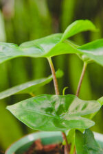 Zdjęcie rosliny doniczkowej Alocasia Nycteris Batwing, ujęcie 2