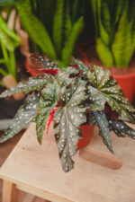 Zdjęcie rosliny doniczkowej Begonia Black Forrest, ujęcie 2