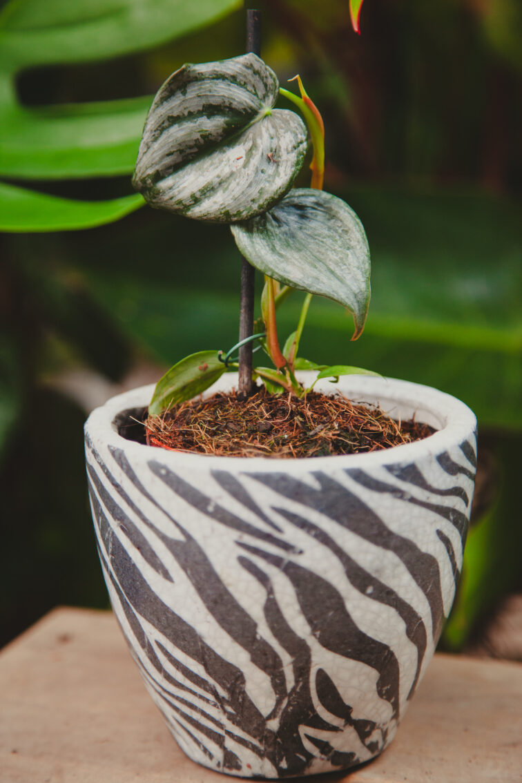 Zdjęcie rosliny doniczkowej Philodendron sodiroi, ujęcie 1