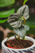 Zdjęcie rosliny doniczkowej Philodendron sodiroi, ujęcie 2