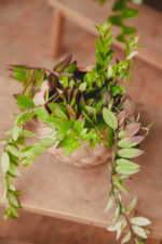 Zdjęcie rosliny doniczkowej Aeschynanthus mira, ujęcie 1