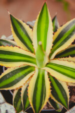 Zdjęcie rosliny doniczkowej Agave lophantha Quadricolor, ujęcie 1
