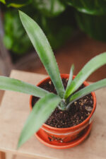 Zdjęcie rosliny doniczkowej Agave tequilana, ujęcie 2