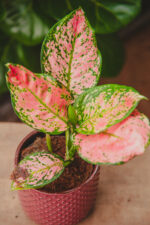 Zdjęcie rosliny doniczkowej Aglaonema Crimson Love, ujęcie 1