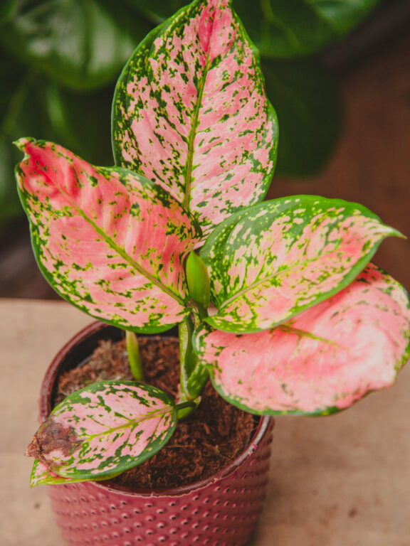 Zdjęcie rosliny doniczkowej Aglaonema Crimson Love, ujęcie 1