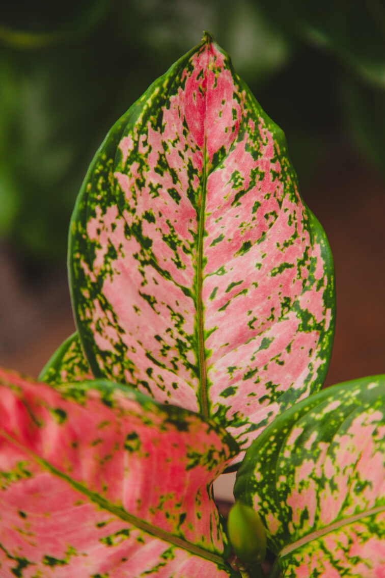 Zdjęcie rosliny doniczkowej Aglaonema Crimson Love, ujęcie 2