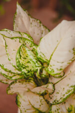 Zdjęcie rosliny doniczkowej Aglaonema White Kiwi, ujęcie 1