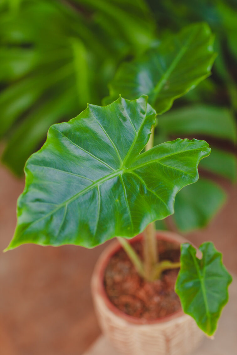 Zdjęcie rosliny doniczkowej Alocasia Portadora, ujęcie 1