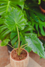 Zdjęcie rosliny doniczkowej Alocasia Portadora, ujęcie 2