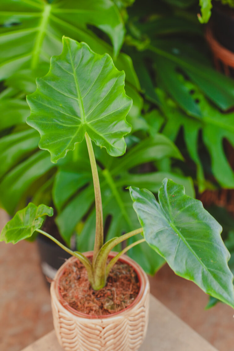 Zdjęcie rosliny doniczkowej Alocasia Portadora, ujęcie 2