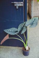 Zdjęcie rosliny doniczkowej Alocasia Silver Nebula, ujęcie 1