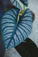 Zdjęcie rosliny doniczkowej Alocasia Silver Nebula, ujęcie 3