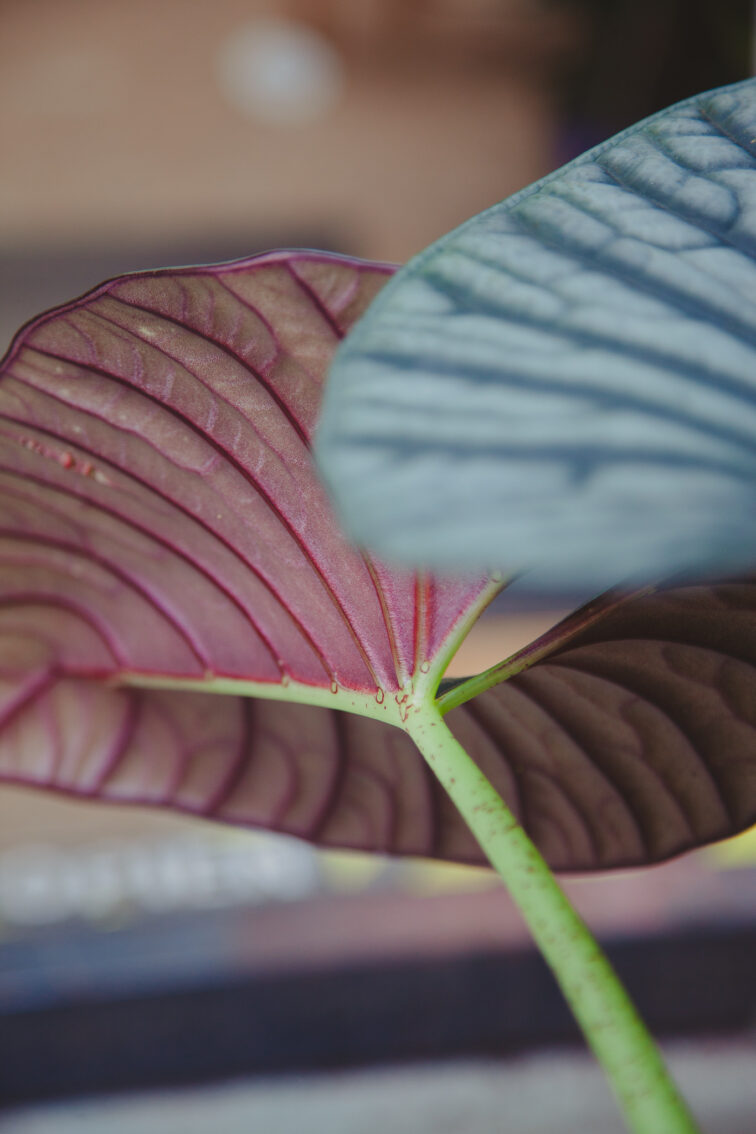 Zdjęcie rosliny doniczkowej Alocasia Silver Nebula, ujęcie 4