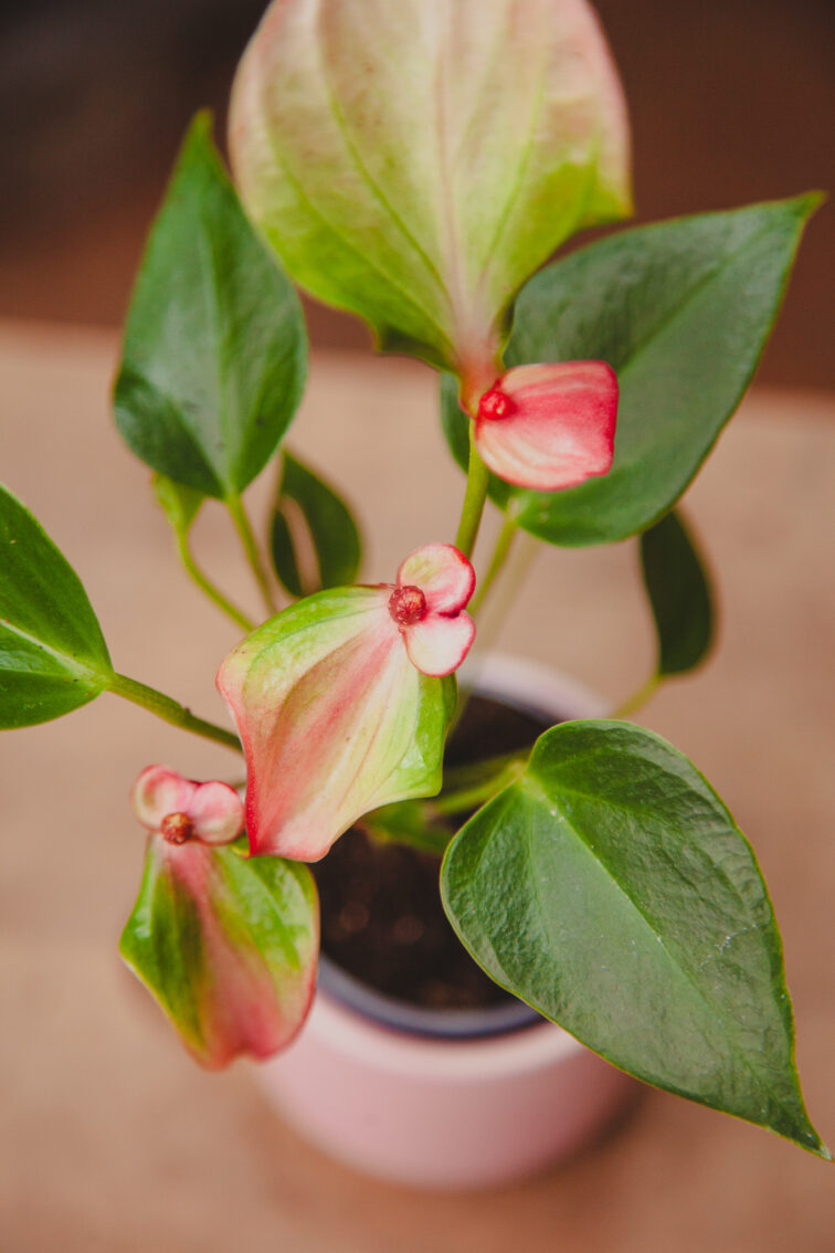 Zdjęcie rosliny doniczkowej Anthurium Matata, ujęcie 1