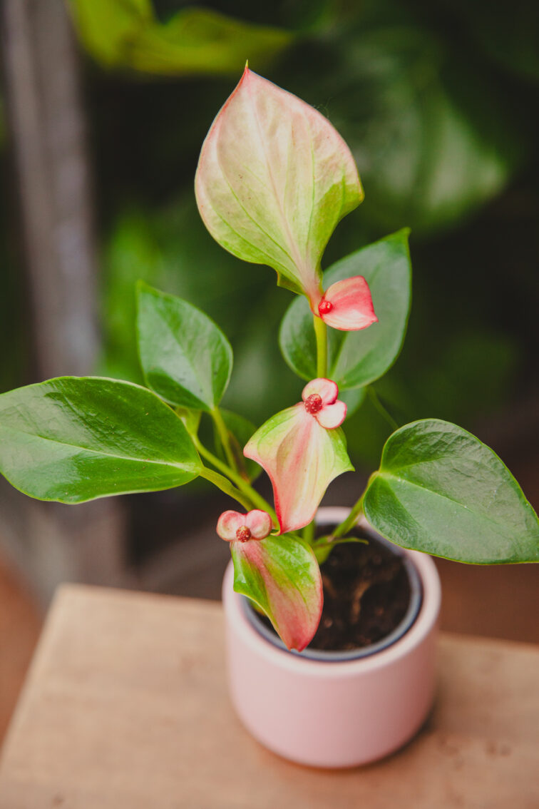 Zdjęcie rosliny doniczkowej Anthurium Matata, ujęcie 3