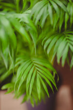 Zdjęcie rosliny doniczkowej Chamaedorea Elegans (Chemedora Wytworna), ujęcie 2