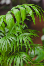 Zdjęcie rosliny doniczkowej Chamaedorea Elegans (Chemedora Wytworna), ujęcie 3