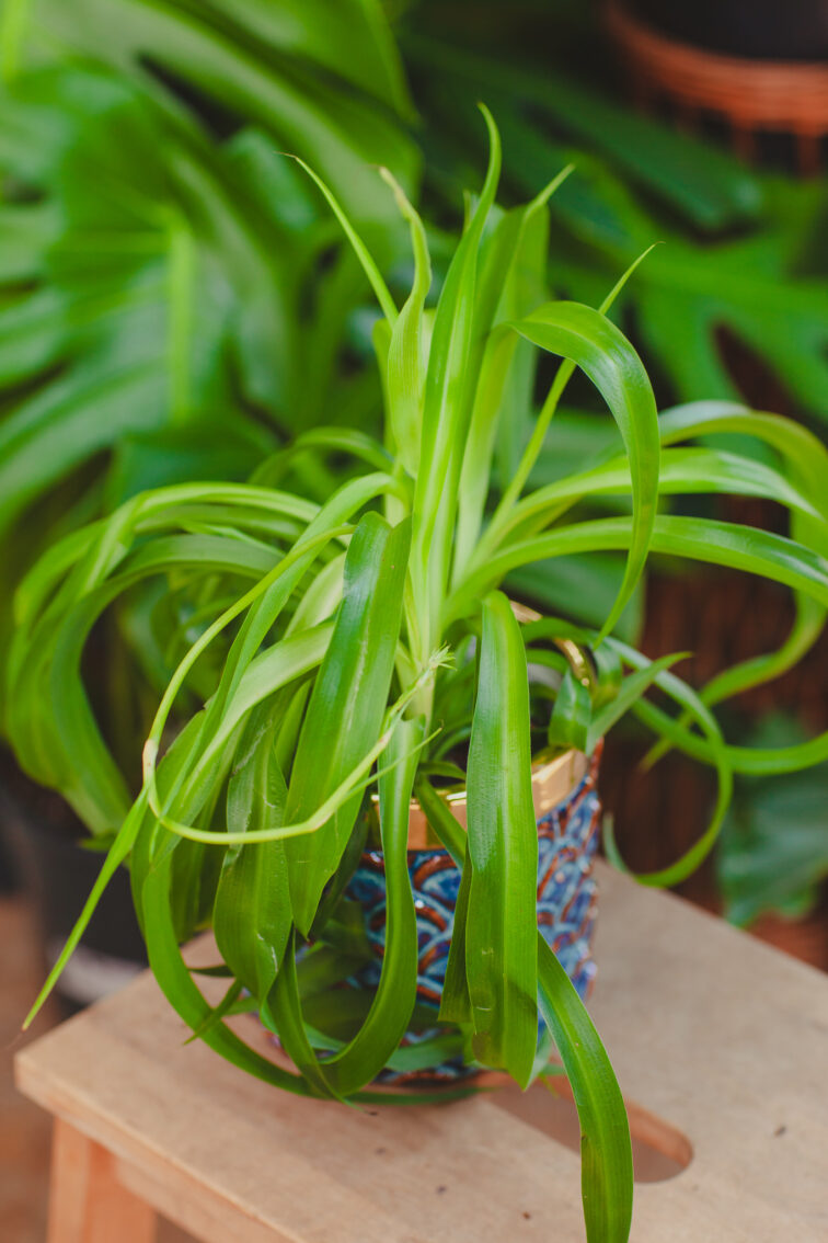 Zdjęcie rosliny doniczkowej Chlorophytum comosum 'Green Bonnie', ujęcie 2