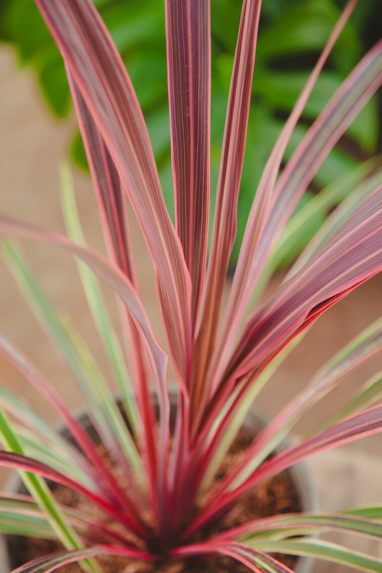 Zdjęcie rosliny doniczkowej Cordyline Pink Passion, ujęcie 1