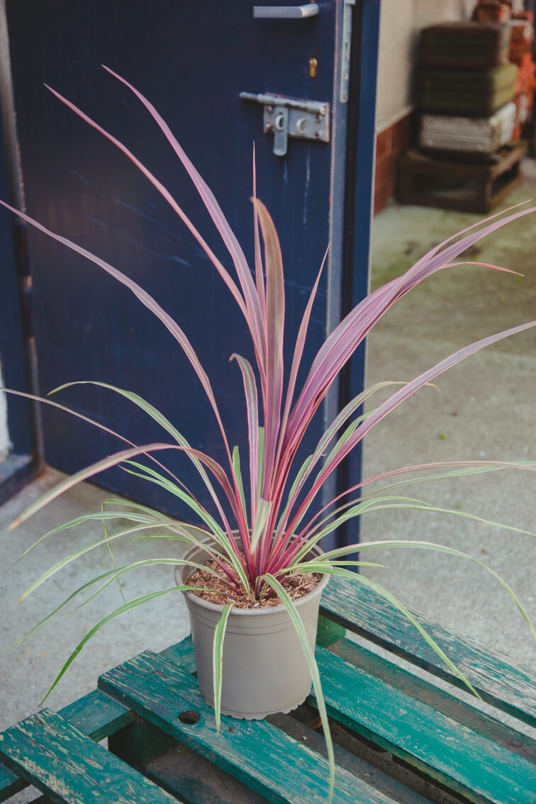 Zdjęcie rosliny doniczkowej Cordyline Pink Passion, ujęcie 2