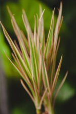 Zdjęcie rosliny doniczkowej Dracaena marginata bicolor (Dracena), ujęcie 2