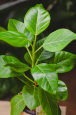 Zdjęcie rosliny doniczkowej Ficus Altissima, ujęcie 1